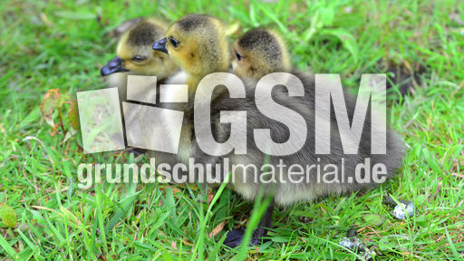 Kanadagansküken (8).jpg